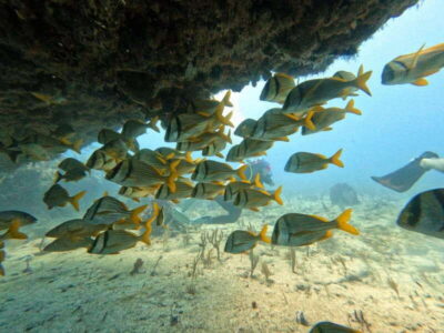 Puerto Morelos: Scuba Diving for Beginners - 2 Dives - Meeting Point at Ojo de Agua Beach Club Pool