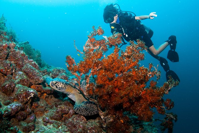 Puerto Vallarta Undersea Private Scuba Diving - Price and Value: Is $550 for Up to 4 a Good Deal?