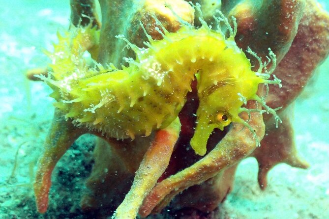 Pula Discover Scuba Diving Package - What happens before you go deeper: skills first, then open water