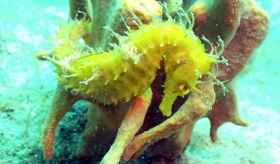 Pula: Introduction to Scuba Diving - Creature Spotting and Calm Observation: How to Make the Most of the Shallow Water
