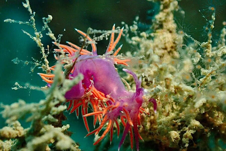 Pula: Introduction to Scuba Diving - Languages and Instruction Style: Why the Instructor Can Make or Break It