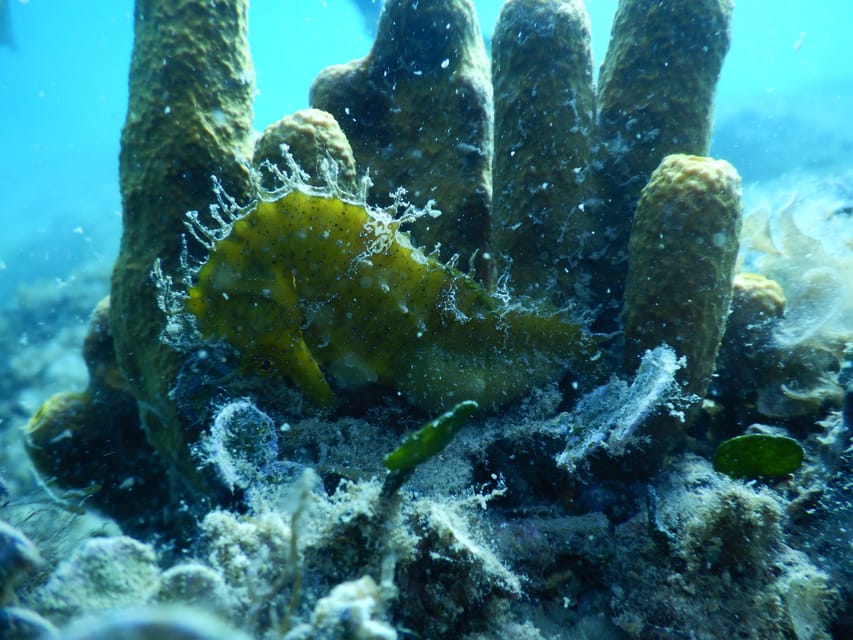 Pula: Private Introduction to Scuba Diving - Price and value: is $141 per person a good deal?