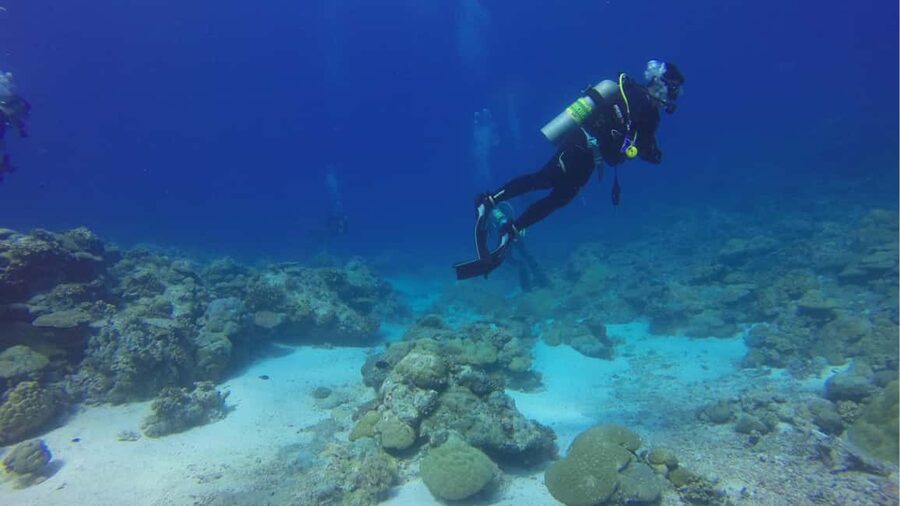 Punta Cana: Dive the Coral Paradise of Catalina Island - Price and Value: Is $118 Worth It?