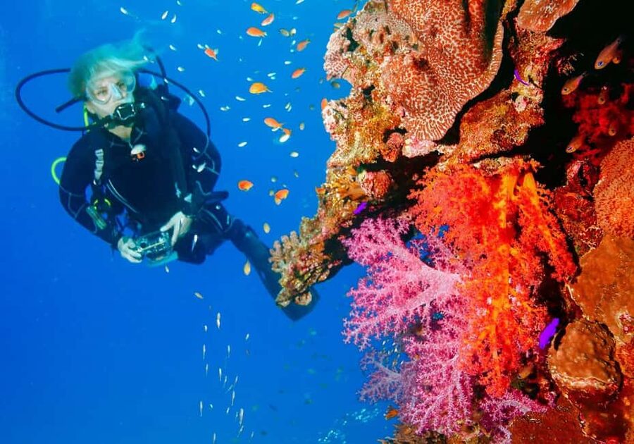 Punta Cana: Reef Diving Adventure Explore Underwater Wonders - Your 5-Hour SCUBA Reef Session in Punta Cana (What the Timeline Feels Like)