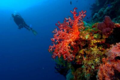 Punta Cana: Reef Diving Adventure Explore Underwater Wonders - Coral Reefs, Colorful Fish, and Sea Turtles: What You’re Actually Going For
