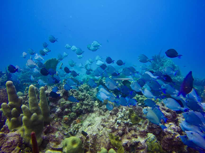 Punta Cana: Scuba Diving Adventure to Catalina Island - Punta Cana to Catalina Island: the long coach ride that sets the tone