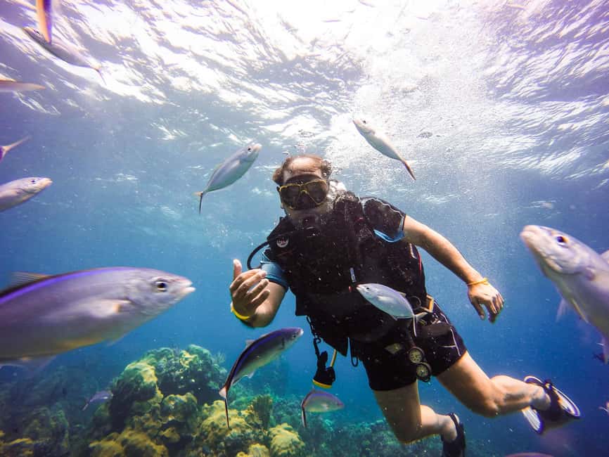 Punta Cana: Scuba Diving Adventure to Catalina Island - Underwater stop #1: The Wall and what you’ll likely spot