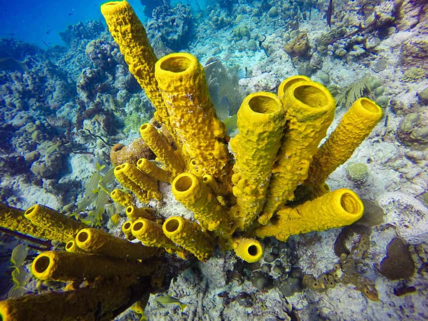 Punta Cana: Scuba Diving Adventure to Catalina Island - Underwater stop #2: The Aquarium for visibility and variety