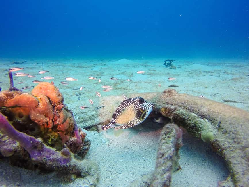 Punta Cana: Scuba Diving Adventure to Catalina Island - Catalina Island beach break: snorkeling, sun time, and a real meal