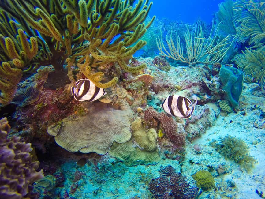 Punta Cana: Scuba Diving Adventure to Catalina Island - Price and value: is $155 a good deal?