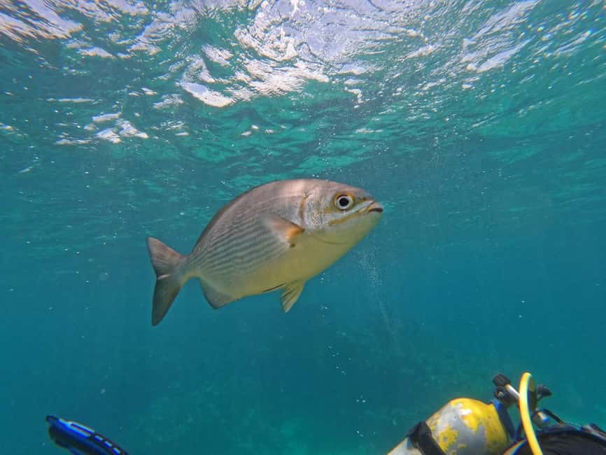 Punta Cana: Scuba Doo Adventure with Round-Trip Transfer - What the Scuba Doo scooter is like at 3 meters