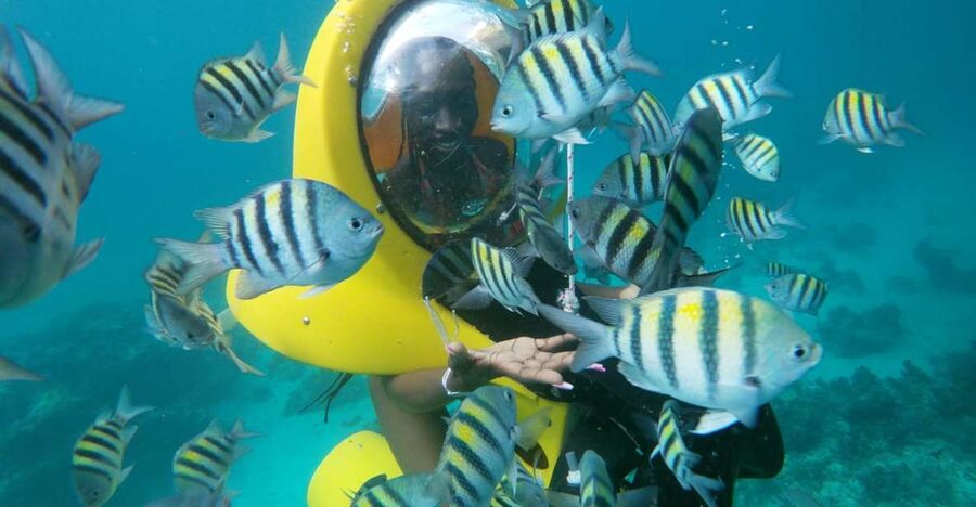 Punta Cana: Scubadoo Ocean Exploration Diving Adventure - Safety, Crew, and Languages: What You Can Expect From the Team