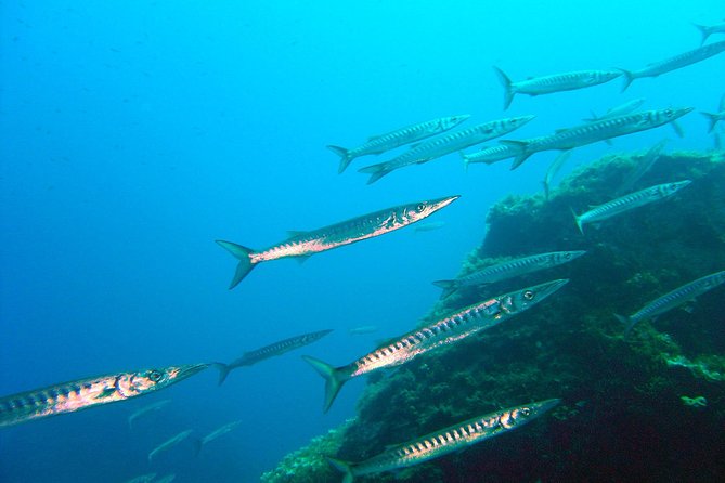 Qualified Diver 1 Tank Dive in Mykonos - Key Highlights You’ll Care About