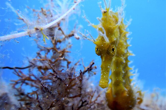 Qualified Diver 1 Tank Dive in Mykonos - Mykonos’s Clear Water and the Calm Aegean Setup