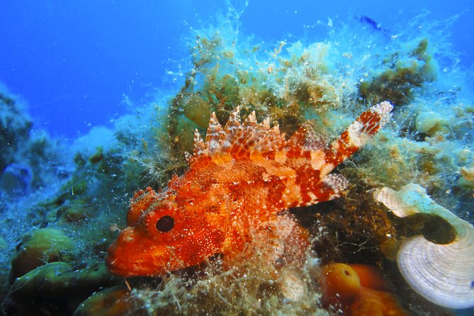 Qualified Diver 1 Tank Dive in Mykonos - What Happens Before You Go Under: Briefing That Actually Helps