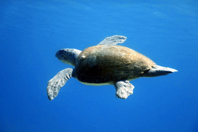 Qualified Diver 1 Tank Dive in Mykonos - The Water Time Plan: Daily Locations and Calm-Water Priorities