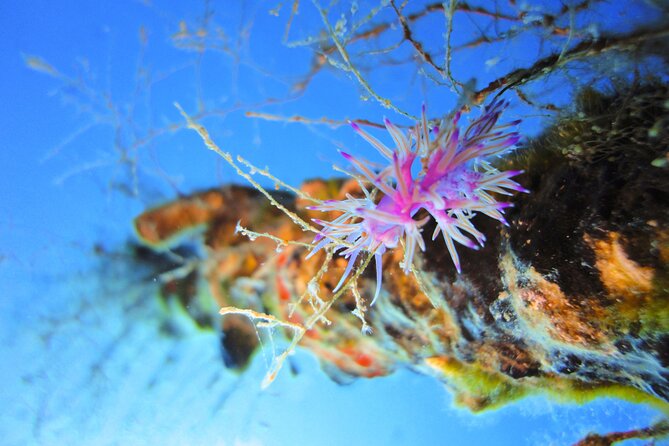 Qualified Diver 1 Tank Dive in Mykonos - Marine Life You Can Actually Hope to See