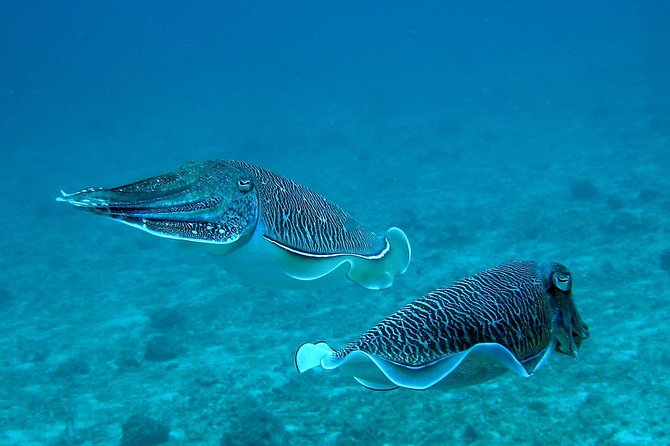 Racha Noi and Racha Yai Dive Trip from Phuket - Getting to Chalong Pier: smooth Phuket pickup, then a long water day