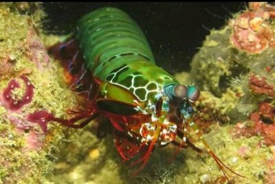 Racha Noi and Racha Yai Dive Trip from Phuket - Why Racha Noi and Racha Yai make a great reef combo