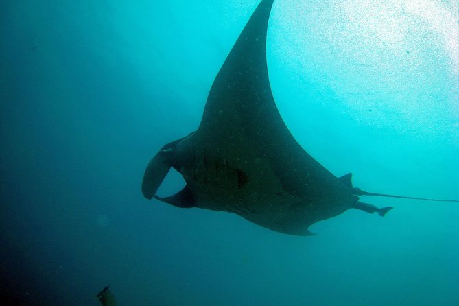 Racha Noi and Racha Yai Dive Trip from Phuket - Koh Racha Yai later in the day: when it’s more challenging, and why it’s worth it