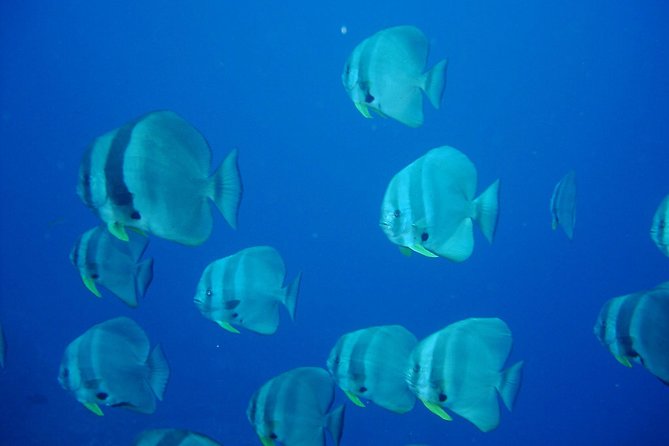 Racha Noi and Racha Yai Dive Trip from Phuket - Onboard comfort: meals, water, and the small-group pace