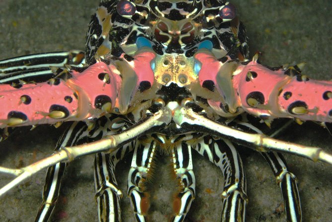 Racha Noi and Racha Yai Dive Trip from Phuket - Guides, swaps, and keeping expectations realistic