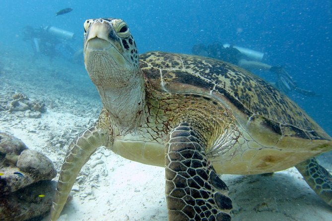 RAID Try-Dive Experience in Kota Kinabalu - Jesselton Point Jetty: the easy start with a 09:00 “no-late” rule