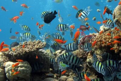RAID Try-Dive Experience in Kota Kinabalu - Reef time after lunch: a proper boat session in protected waters