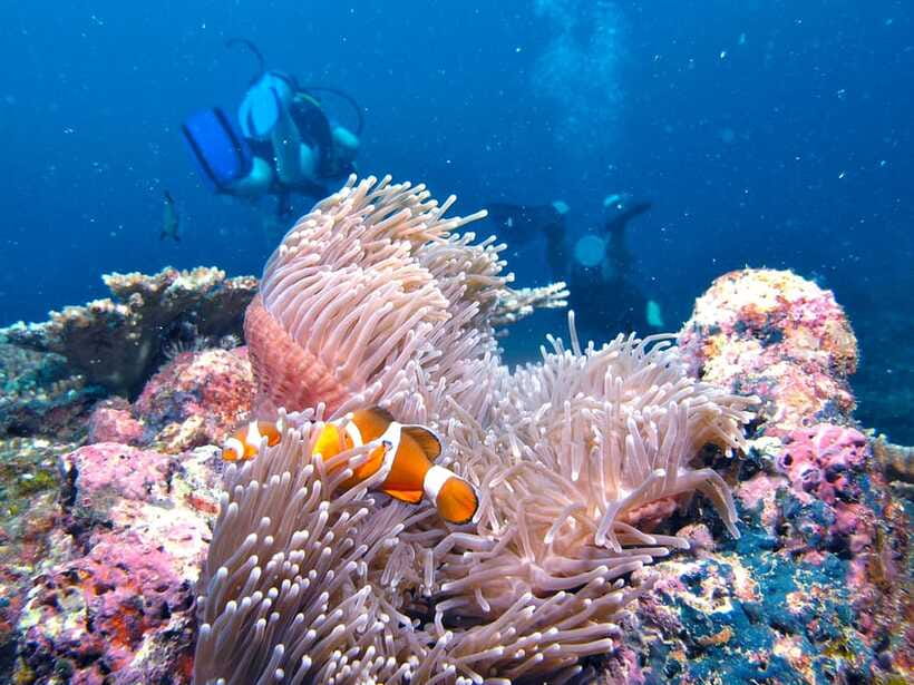 RAID Try-Dive in Kota Kinabalu, Sabah - Your First Reef Visit in Sheltered Bays