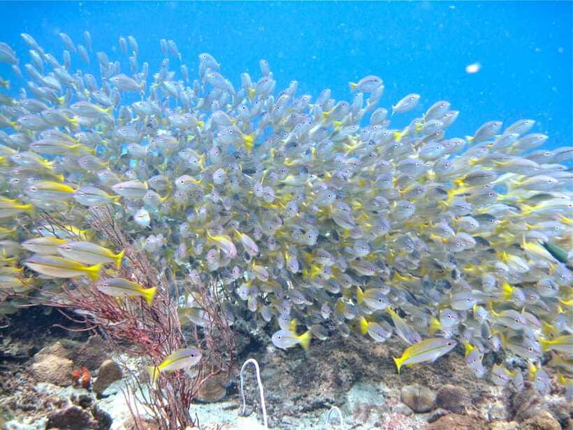 RAID Try-Dive in Kota Kinabalu, Sabah - Coral Triangle Wildlife: Nemo, Corals, and Turtle Odds