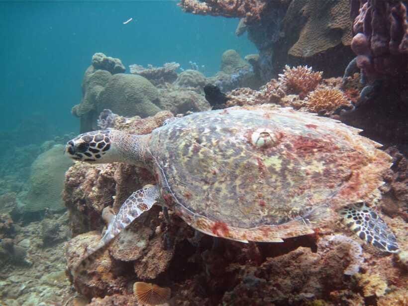 RAID Try-Dive in Kota Kinabalu, Sabah - What the Included Gear and Small-Group Format Get You
