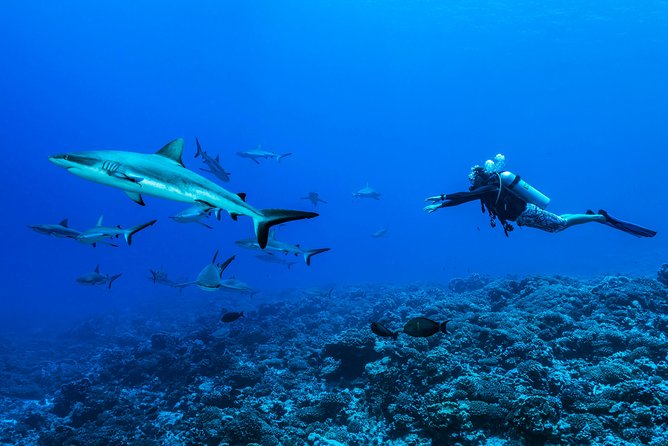 Rangiroa 2-tank Certified Scuba Dive - What You’ll Notice Right Away