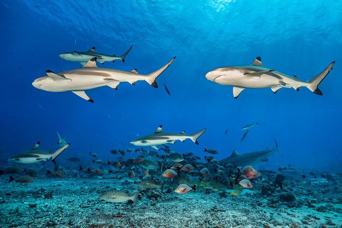 Rangiroa 2-tank Certified Scuba Dive - Session One: Reef Time With Color and Crowds of Fish