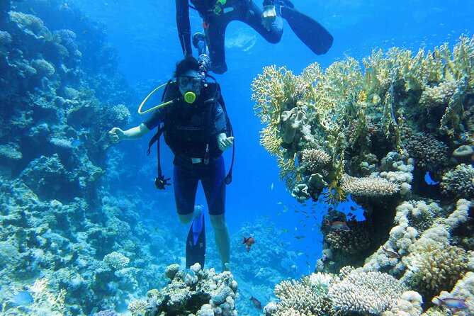 Ras Mohamed and White Island Snorkeling Trip and One Stop Diving-Sharm El Shiekh - Snorkeling at Ras Mohamed: the reefs, the fish, and your best odds