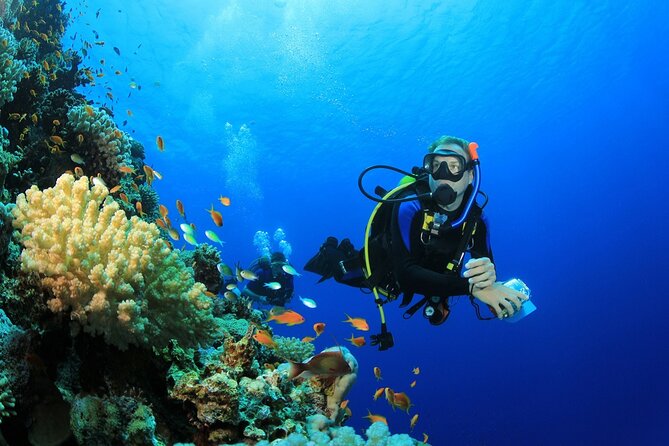Ras Mohamed & White Island, Snorkeling & Diving - Sharm el sheikh - Key points before you go