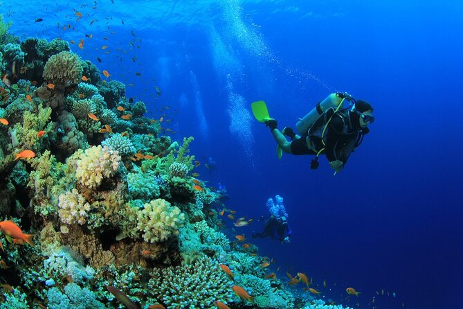 Ras Mohamed & White Island, Snorkeling & Diving - Sharm el sheikh - White Island: sand time, calmer water, and an easy second look