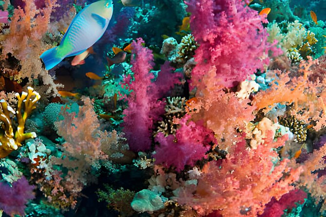 Ras Mohamed, White Island Trip, Two Stops Diving -Sharm El Sheikh - Lunch and Drinks: Small Detail, Big Stress Reducer
