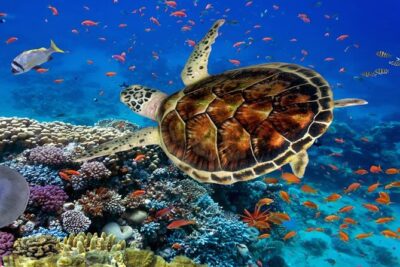 Ras Mohammed Diving Day Trip from Sharm el-Sheikh - The Morning Pickup: Getting to the Jetty Without Stress