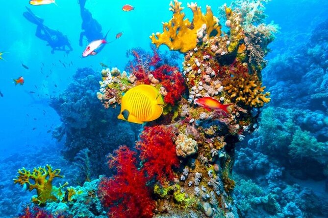 Ras Mohammed Diving Day Trip from Sharm el-Sheikh - Your Intro Underwater Session: Time, Depth, and What to Expect