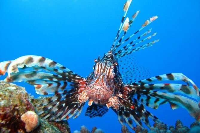 Ras Mohammed Diving Day Trip from Sharm el-Sheikh - Snorkeling After the Intro: More Water Time, Different View