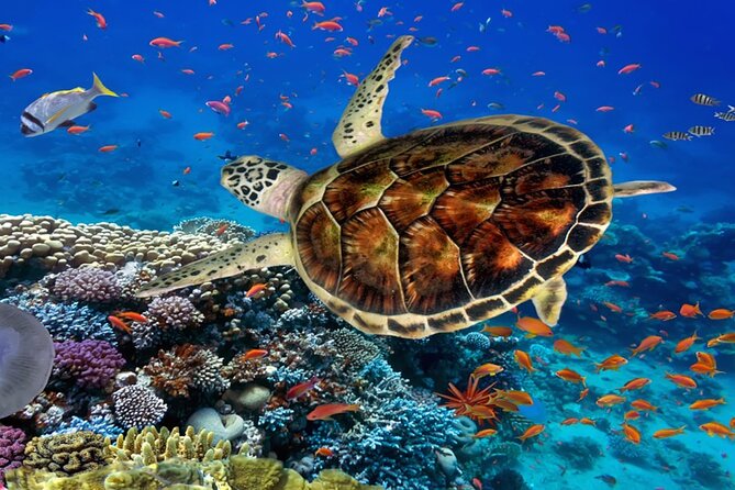 Ras Mohammed Diving Day Trip from Sharm el-Sheikh - The Morning Pickup: Getting to the Jetty Without Stress