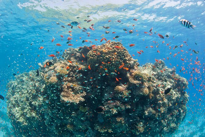 Ras Mohammed Diving & White Island Luxurious Cruise with Lunch - Lunch onboard: the hidden value in a day-at-sea