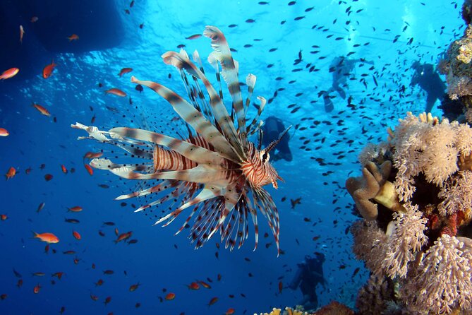 Ras Mohammed Diving & White Island Luxurious Cruise with Lunch - Who should book this cruise (and who might want to rethink it)