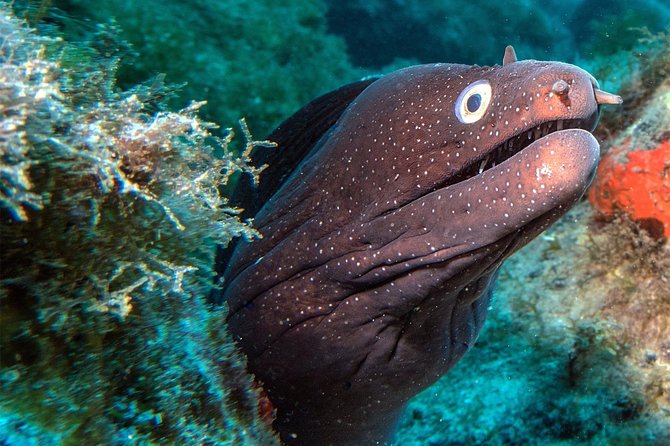 RECREATIONAL DIVE (certified divers only) : Explore Canarian Sealife - Key highlights worth planning around