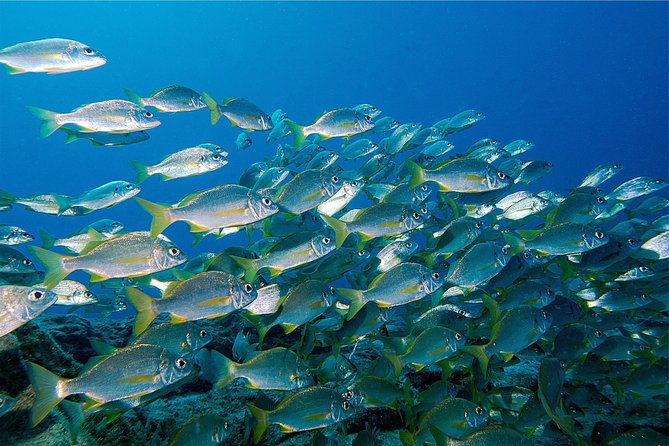RECREATIONAL DIVE (certified divers only) : Explore Canarian Sealife - Small group size: why max six people changes the experience