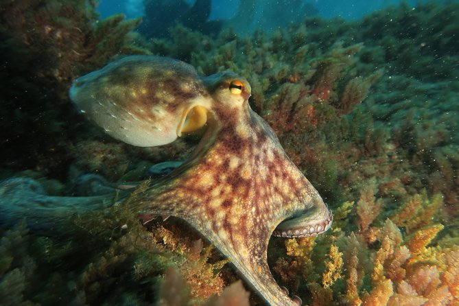 RECREATIONAL DIVE (certified divers only) : Explore Canarian Sealife - Choosing depths and conditions that fit beginners and advanced divers