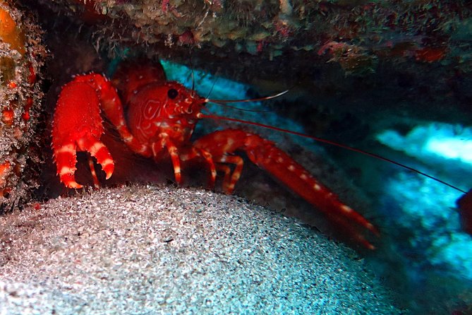 RECREATIONAL DIVE (certified divers only) : Explore Canarian Sealife - What you might see: octopus, eel, starfish, and more