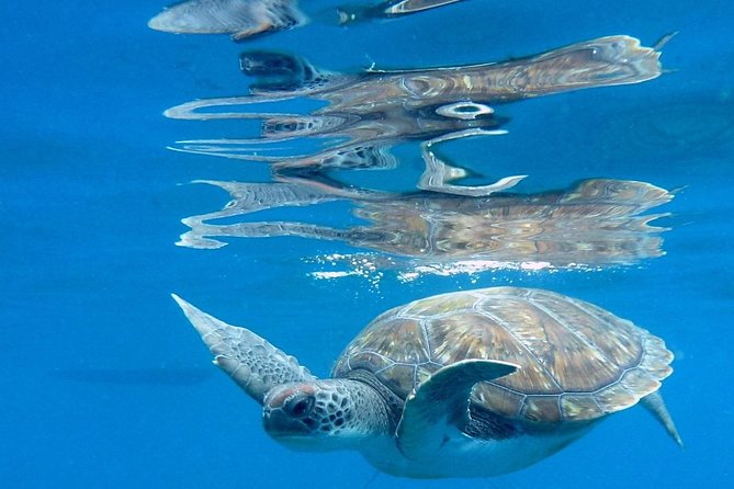RECREATIONAL DIVE (certified divers only) : Explore Canarian Sealife - Boat ride time and the pace you’ll feel on the water