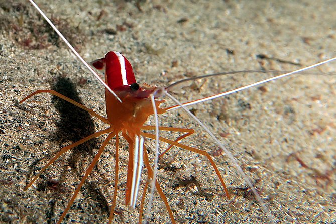 RECREATIONAL DIVE (certified divers only) : Explore Canarian Sealife - Included extras: equipment, photos, and coffee/tea
