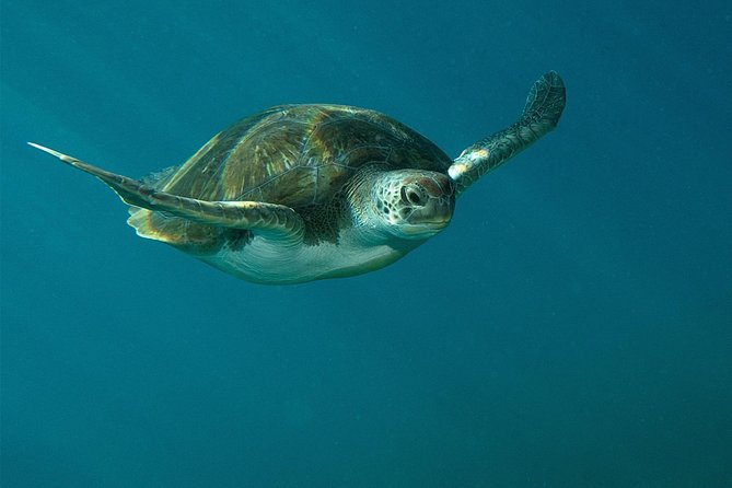 RECREATIONAL DIVE (certified divers only) : Explore Canarian Sealife - Two underwater sites in one 3-hour outing